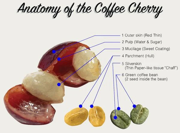 Diagram showing the anatomy of a coffee cherry, illustrating the outer skin, pulp, mucilage, parchment, silverskin, and green coffee bean layers.